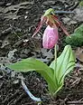 Lady's slipper