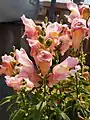 Pink Snapdragon Flower