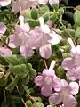 Pink Streptocarpella flowers