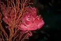 Pink Leaf scorpionfish at Wakatobi National Park Sulawesi, 2018