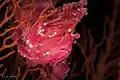 Front side of Leaf scorpionfish at Wakatobi National Park Sulawesi, 2018