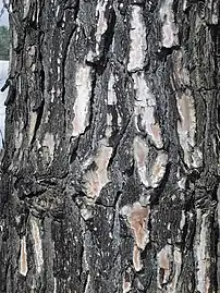 Bark