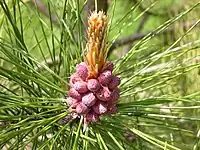 Pollen cones