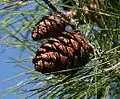 Mature female cones