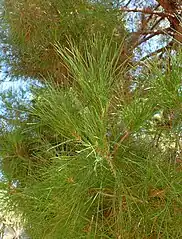 Lush, green needles on orange stems.