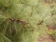 Pinus canariensis