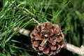 Pinus glabra foliage and cone