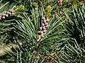 male cones