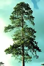 An old tree in Itasca State Park, Minnesota