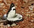 Wet-season form in Hyderabad, India