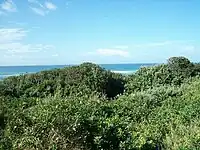 Dune vegetation in the Pipeline Coastal Park.