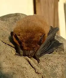 Pipistrellus