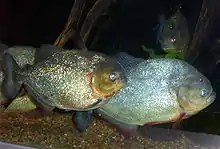 Piranha - Carnivorous fish - Mostly scavengers - Less than 2 feet in size - Most diverse in Amazon River