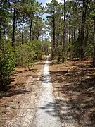 The EV1 in the coastal pine forest in Médoc connecting the seaside resorts of Carcans and Lacanau.