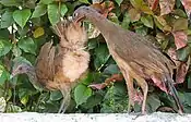 Two grayish-brown fowl preen each other in front of a leafy background