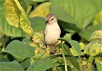 P. i. terricolorPunjab, India