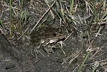 A brown patterned frog with a light underside