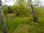 A forest near to the lake.