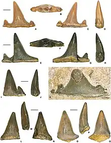 Teeth of Planohybodus, a hybodontid, whos teeth were designed for tearing