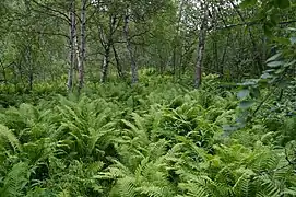 Birch forest with understory, Reisa National Park