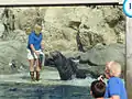 California sea lion during training session