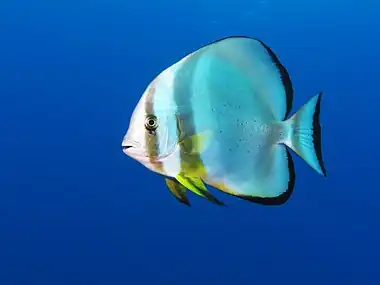 Teira batfish in Egyptian Red Sea, 2010