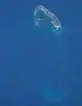 NASA astronaut image of Platte Island (Seychelles) in the Indian Ocean