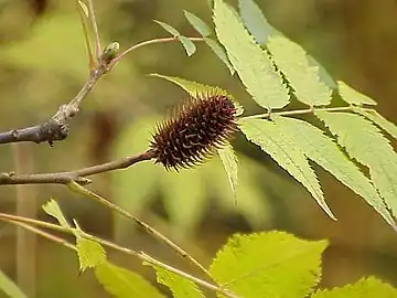 Foliage and seed catkin of Platycarya strobilacea