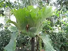 Platycerium elephantotis at Kaisaniemi Botanical Garden, Finland