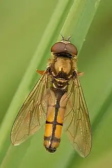 Platycheirus fulviventris male