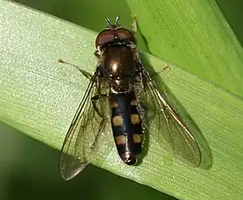 Platycheirus peltatus male