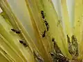 Platygaster sp. on goldenrod