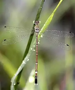 female