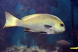 Plectorhinchus flavomaculatus