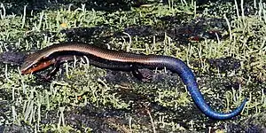 Dice’s short-nosed skink (Plestiodon dicei), El Cielo Biosphere Reserve, Tamaulipas, Mexico (12 August 2004).