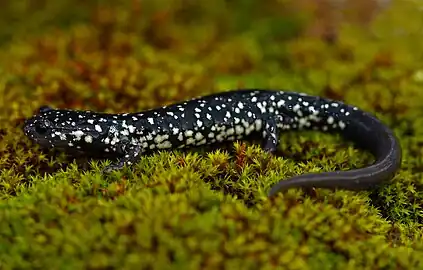 A black salamander with white spots walks on a green surface