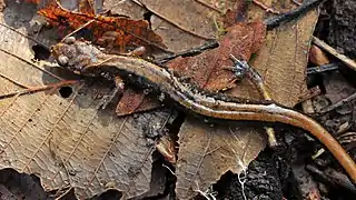 Western redback salamander