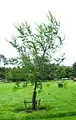 'Plinio' on fertile soil, Sir Harold Hillier Gardens