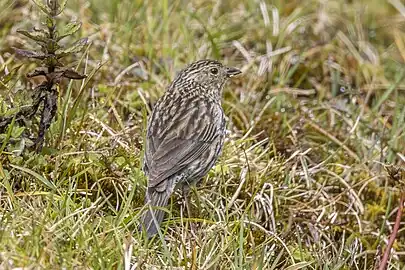 female G. u. geospizopsis, Colombia