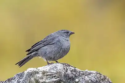 male G. u. geospizopsis, Colombia