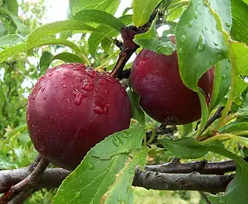 Plums with some glaucous coating visible