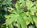 Close-up of single leaf