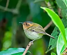 Ochre-faced tody-flycatcher