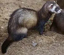 Mustela putorius (Common polecat)