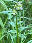 Polemonium vanbruntiae flower buds in Vermont on June 15