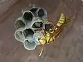 Polistes carnifex boliviensis on a nest in Colombia.