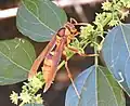 Polistes carnifex carnifex feeding in Mazatlán, Sinaloa, Mexico.