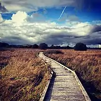 Pollardstown Fen