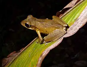 Lateral view