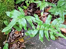 Polypodium scouleri